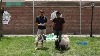 捕兔子视频,一场自然生态的视觉盛宴