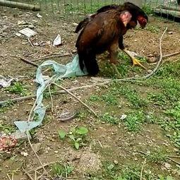 小公鸡追老母鸡视频,温馨一幕引网友热议