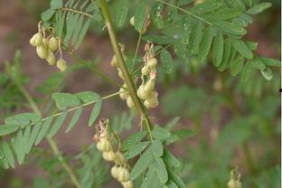 中草药黄芪视频,传统中草药的神奇功效与养生之道