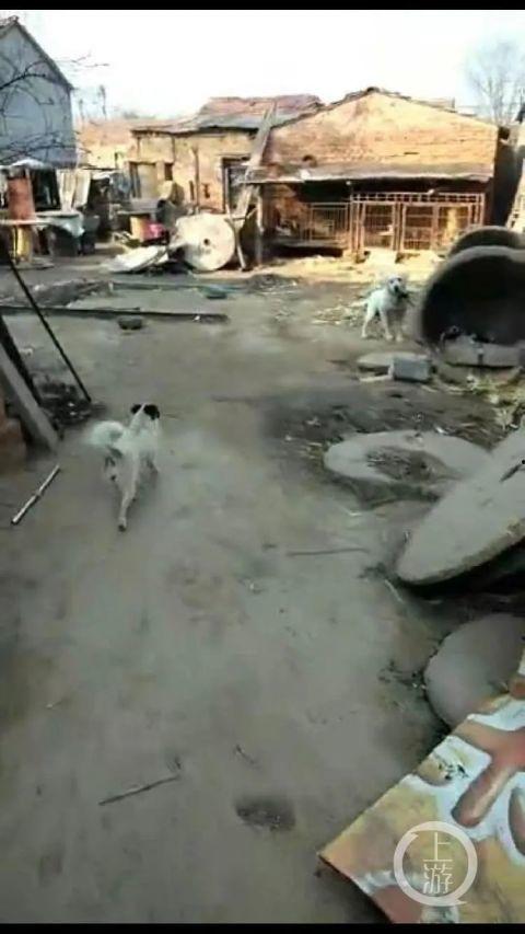 偷狗视频2016,揭开宠物盗窃黑幕