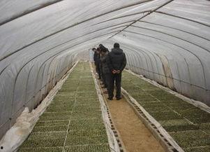 水稻育苗大棚安装视频,水稻育苗大棚安装过程详解