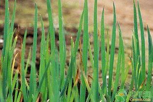 小葱种植方法视频,视频教程详解