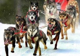 狗王酷魄打架视频,一场震撼人心的狗狗格斗盛宴